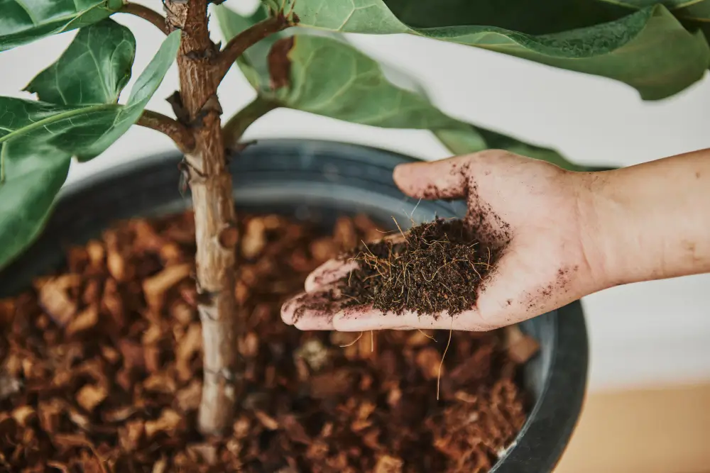 como hacer abono para ficus