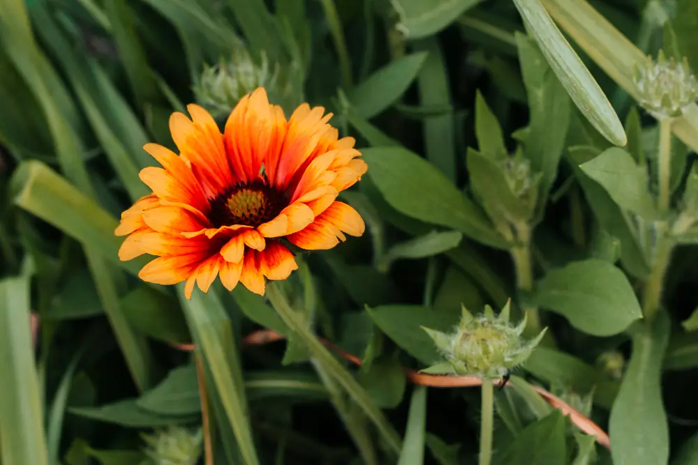 hacer abono para plantas de flor