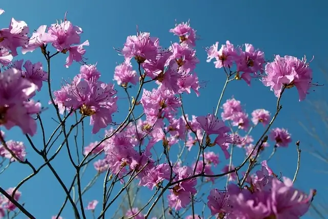 cuidar azalea de interior