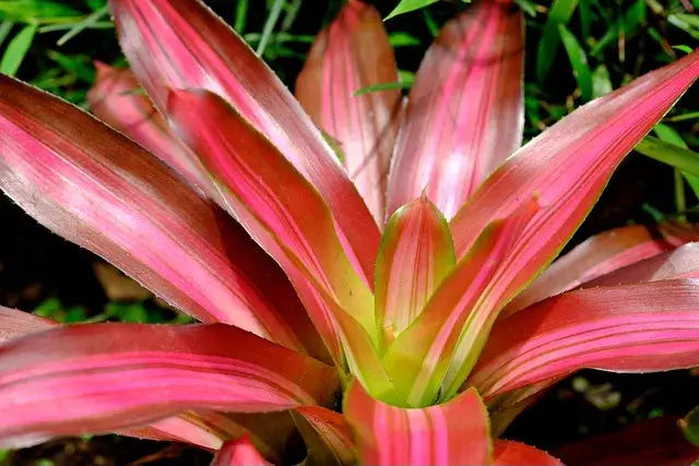 como cuidar bromelias de sombra