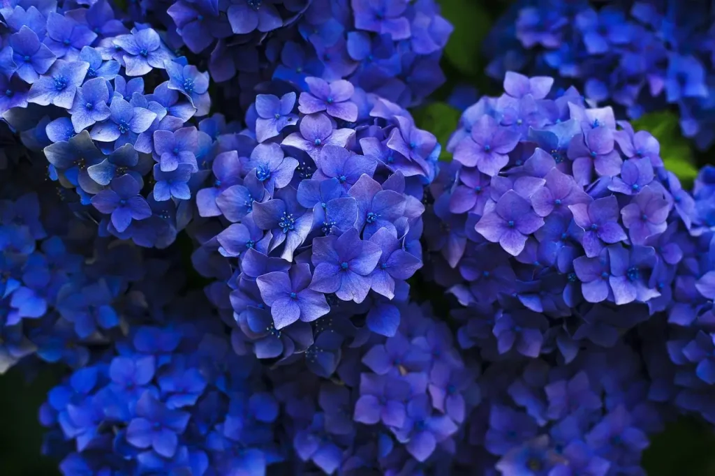 hortensia interior