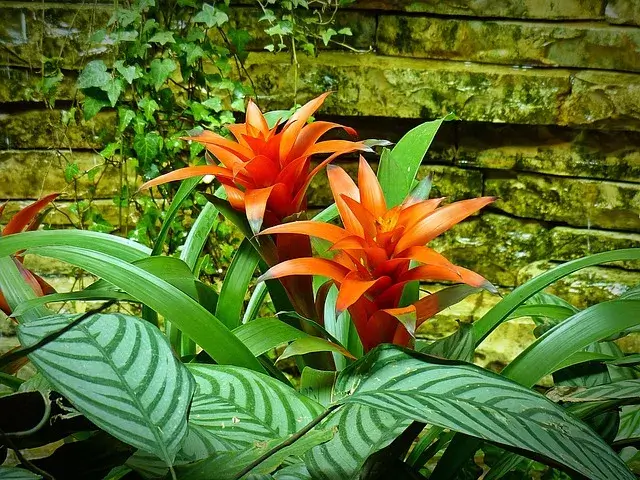 como cuidar bromelias de sobra