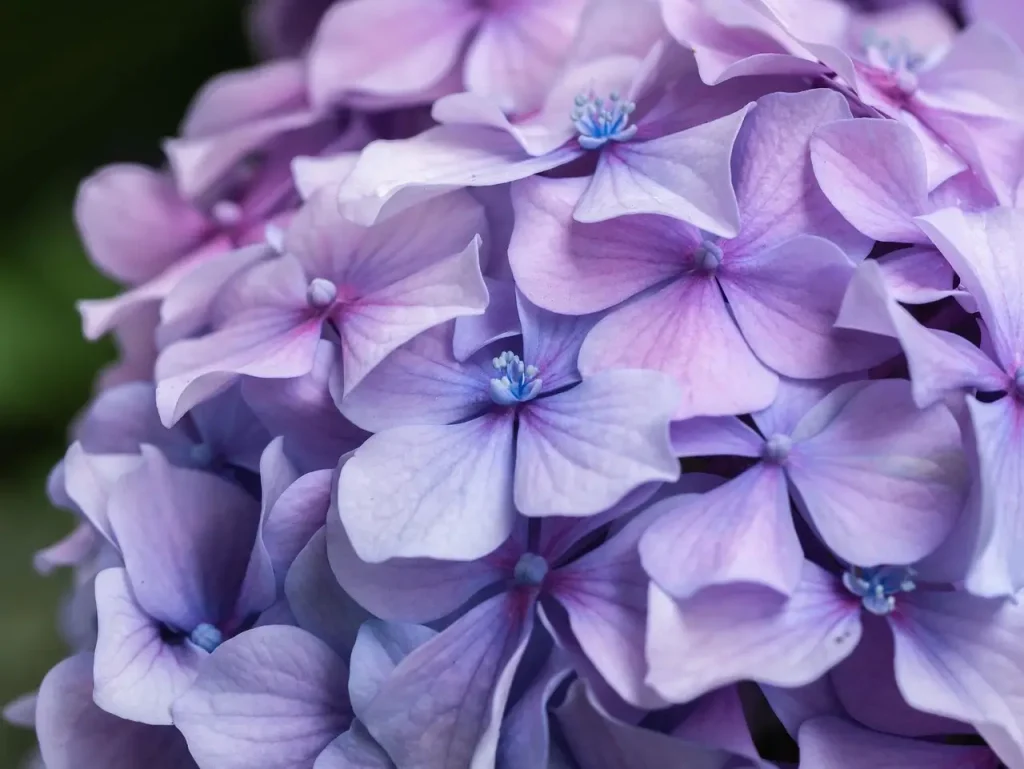 hortensia interior