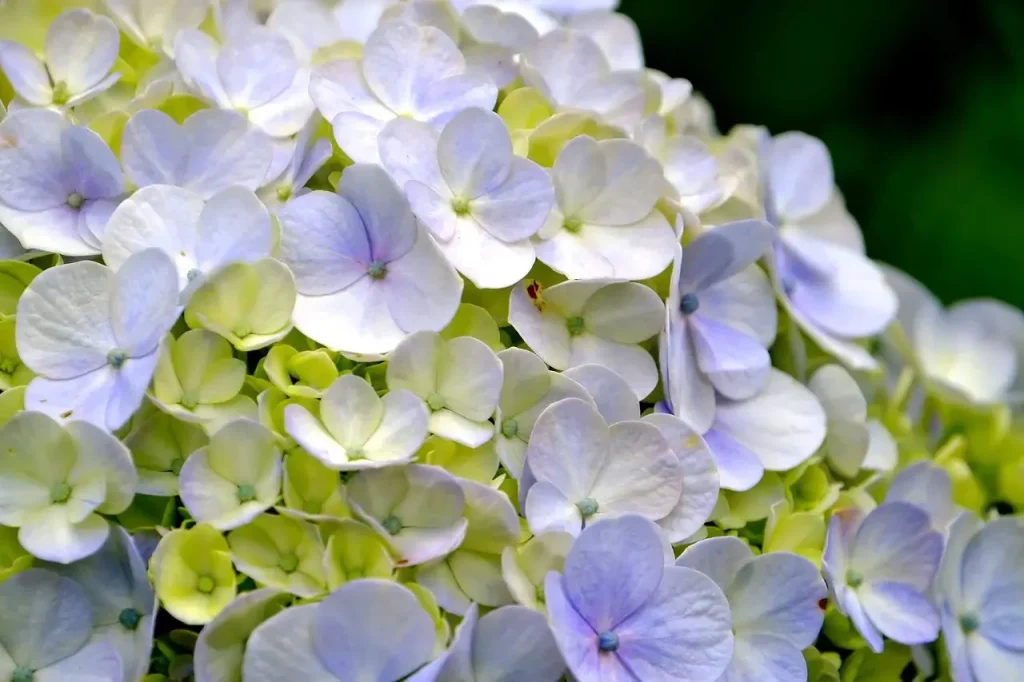 hortensia interior