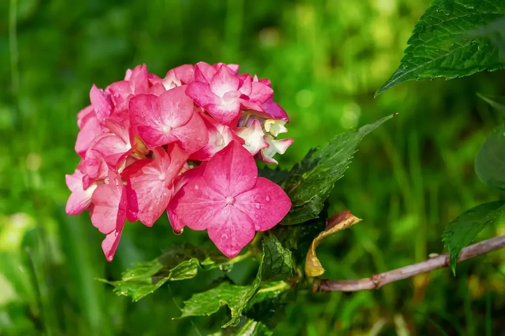 hortensia interior