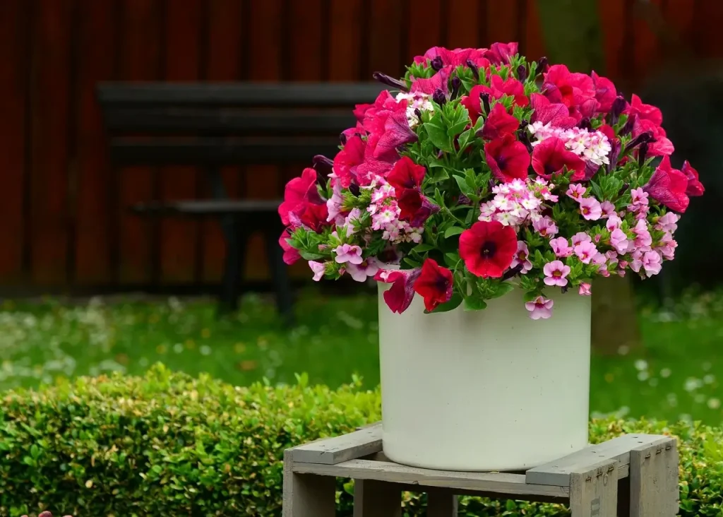 como cuidar las rosas en maceta