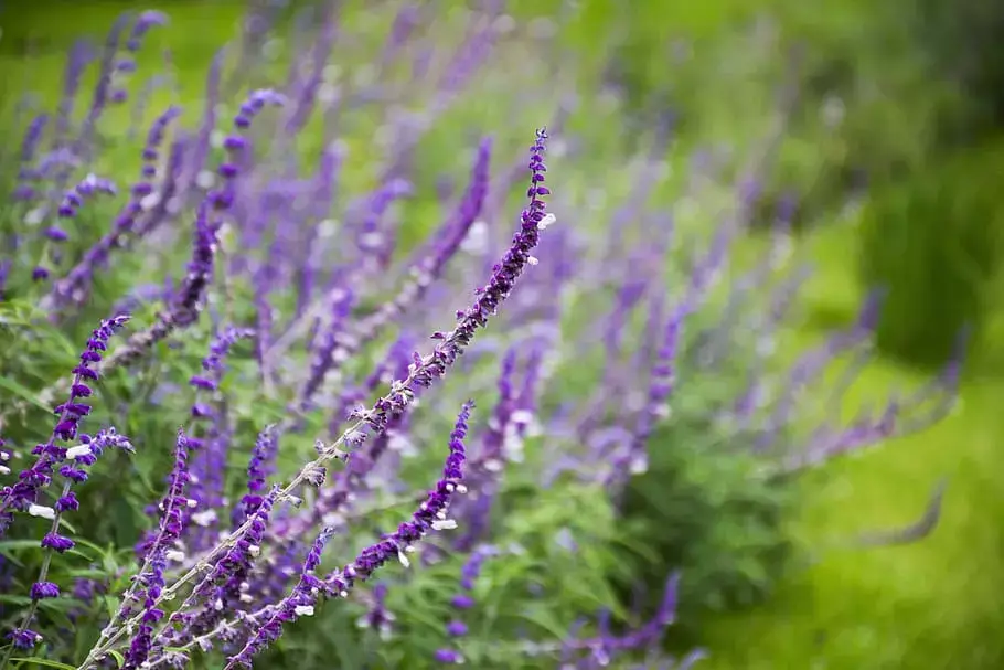 como cultivar lavanda en huerto urbano