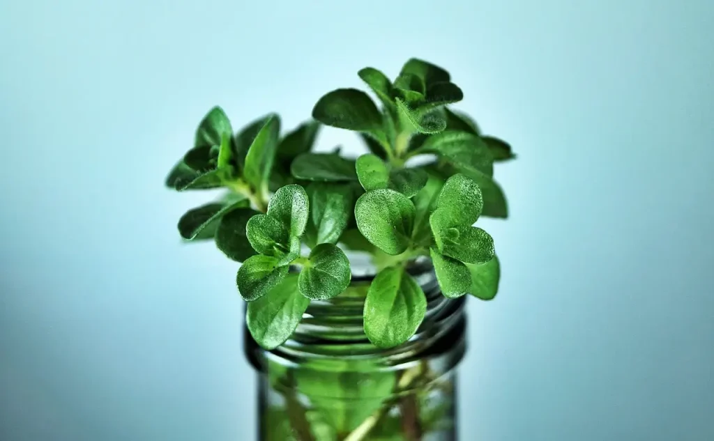 como cultivar menta en huerto urbano