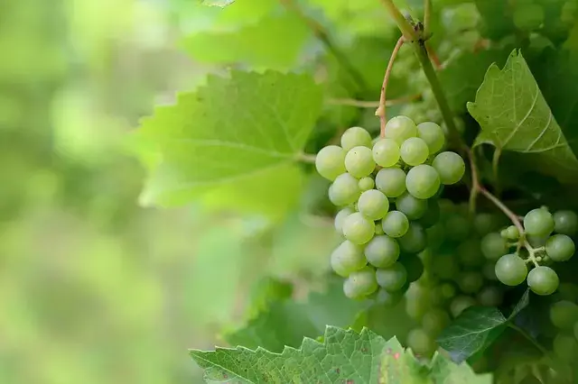 abono casero para uvas