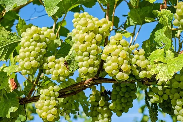 como hacer abono para uvas