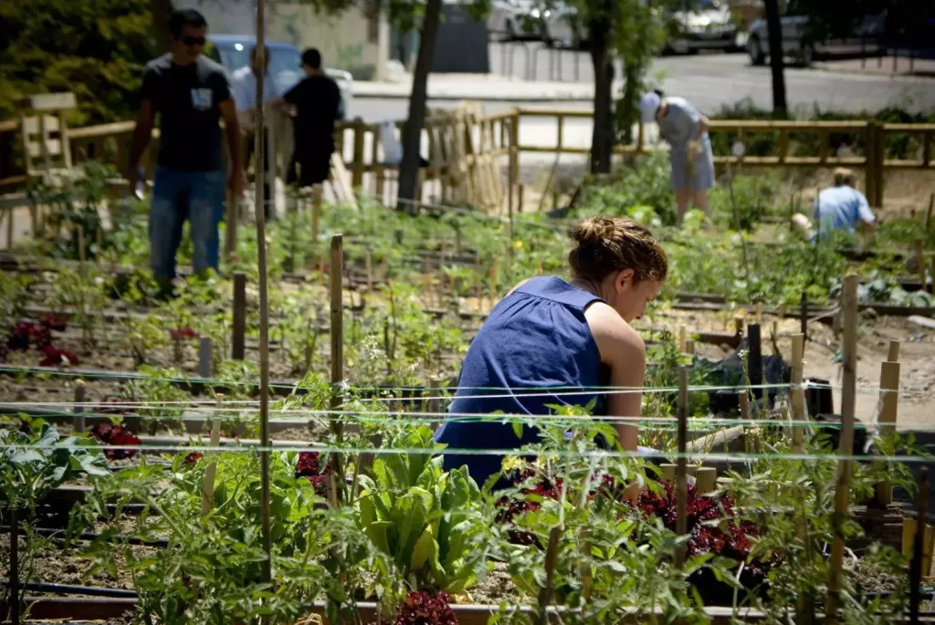 cultivar en huerto urbano sin utilizar pesticidas