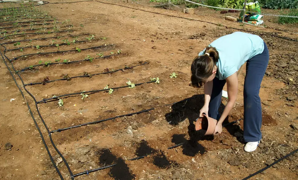 cultivar en huerto urbano sin utilizar pesticidas