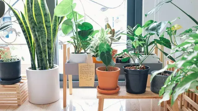 Descubre la belleza de la decoración con plantas y la elegancia de la lengua  de suegra