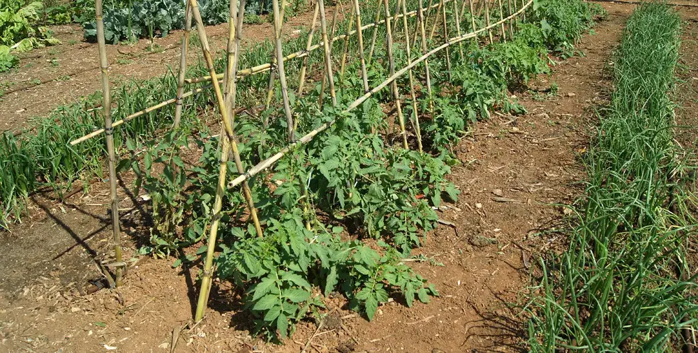 cultivar en huerto urbano sin utilizar pesticidas