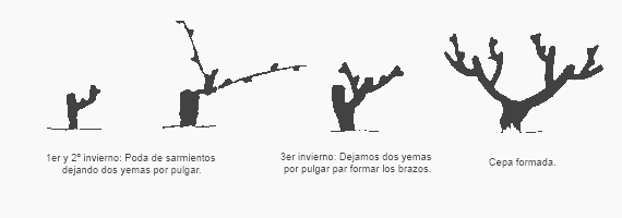 Aprende a podar vides: técnicas y consejos fundamentales para un cultivo exitoso