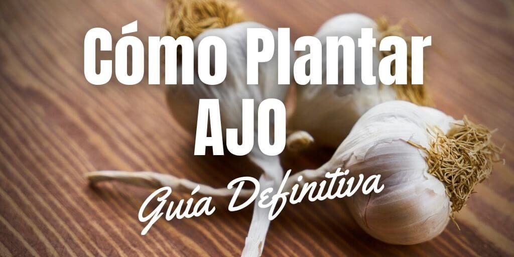 Aprende cómo cultivar ajos sin semillas: una guía paso a paso