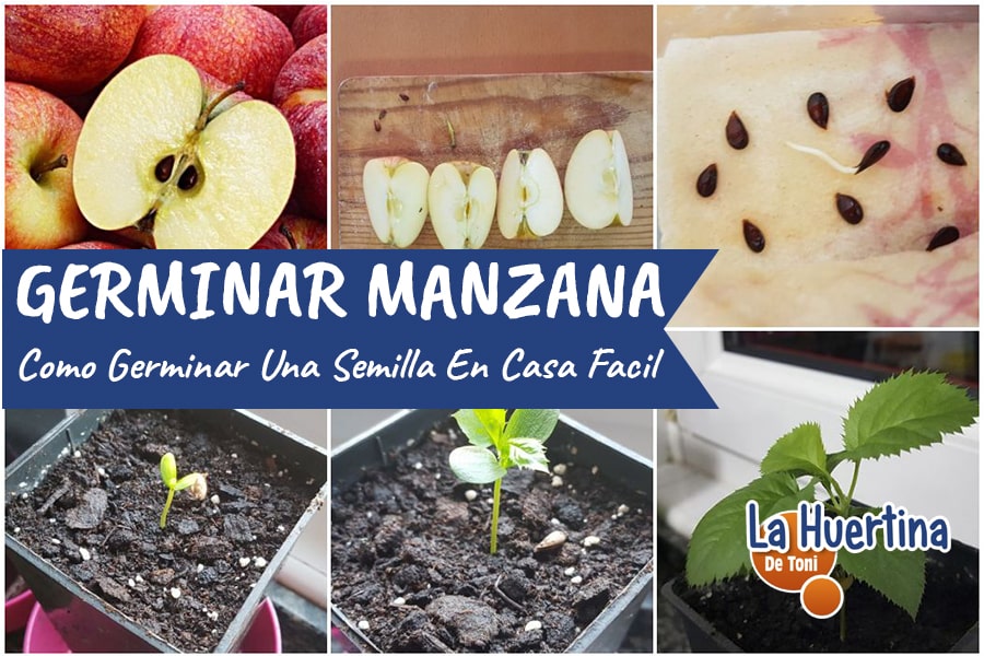 Aprende cómo cultivar manzanas desde semillas: paso a paso