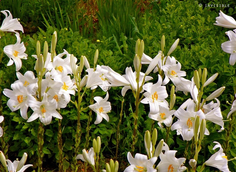 Aprende cómo plantar azucenas y disfruta de su belleza en tu jardín