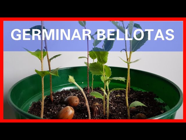 ¡Aprende cómo plantar bellotas y convertirlas en majestuosos árboles!