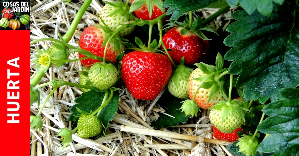 ¡Aprende cómo plantar fresas y disfruta de una cosecha deliciosa en tu propio jardín!