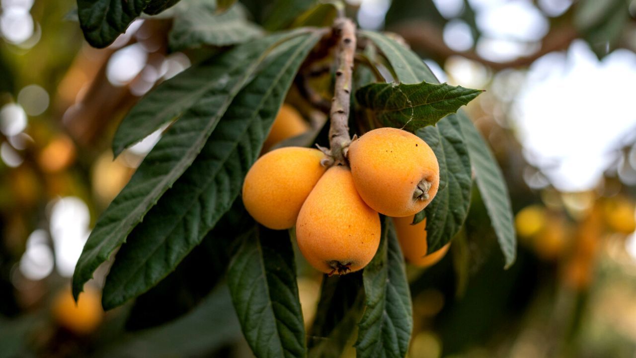 Aprende cómo plantar nísperos y disfruta de su exquisito sabor en tu propio jardín