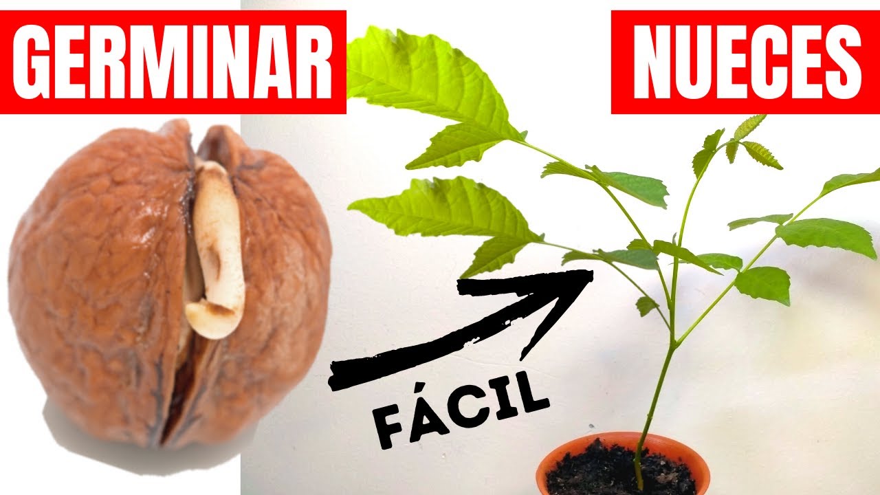 ¡Aprende cómo sembrar una nuez y disfruta de tu propio árbol frutal!