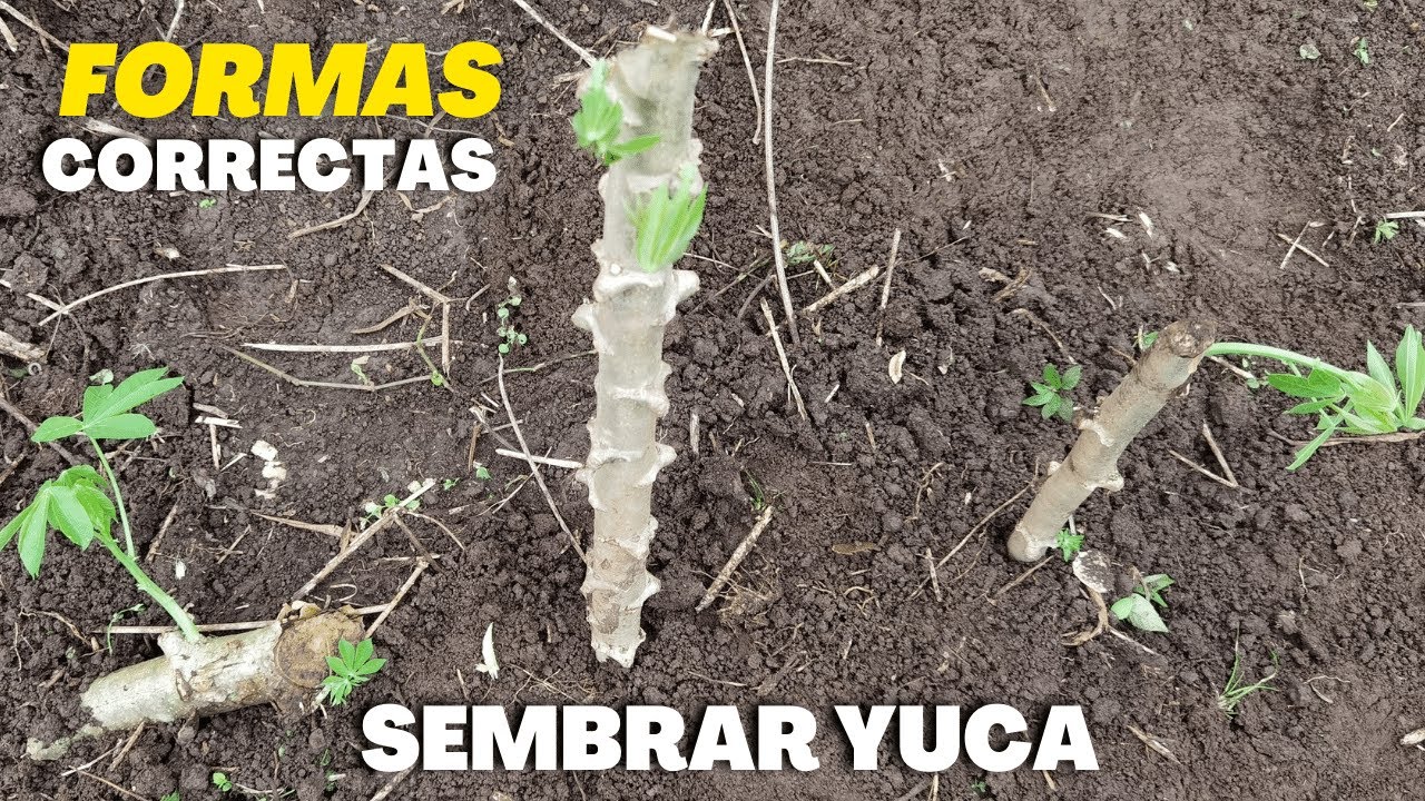 ¡Aprende paso a paso cómo plantar yuca en tu huerto!