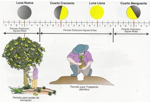 Beneficios y consejos para sembrar patatas según las fases de la luna