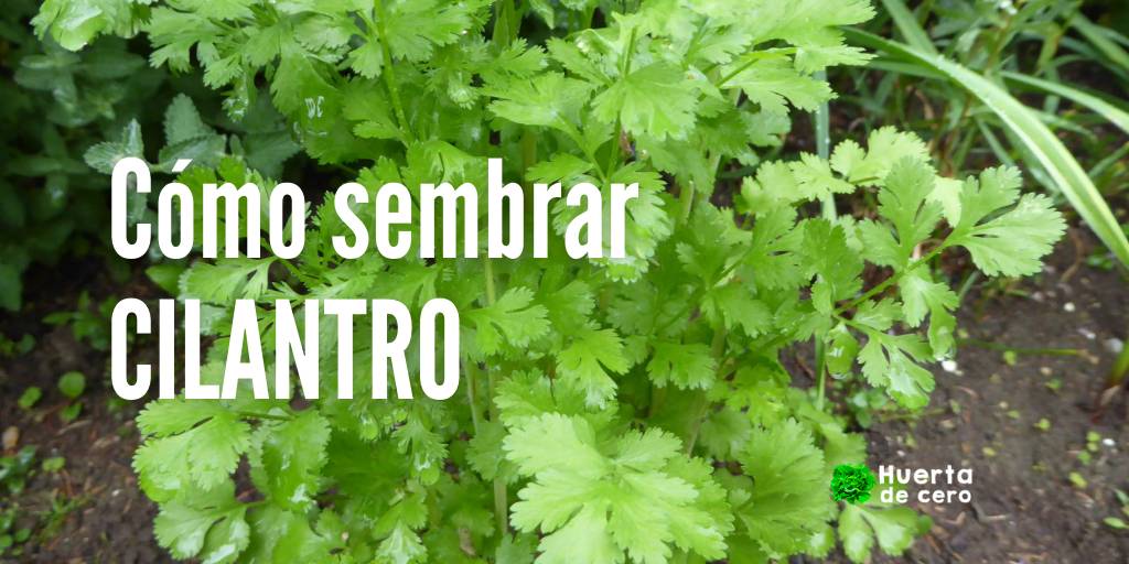 Cilantro: todos los secretos para sembrarlo y cultivarlo con éxito