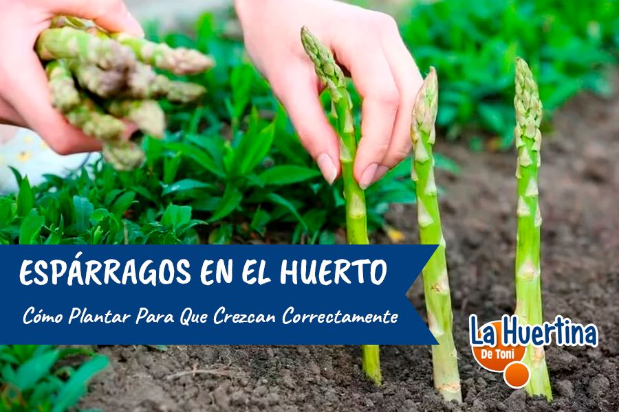 Cómo cultivar espárragos: Guía completa para tener éxito en tu huerto