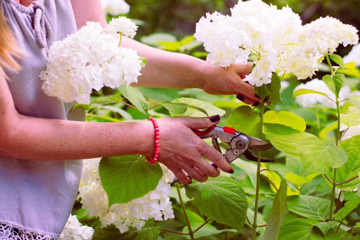 Cómo hacer esquejes de hortensias: guía paso a paso para multiplicar tus plantas