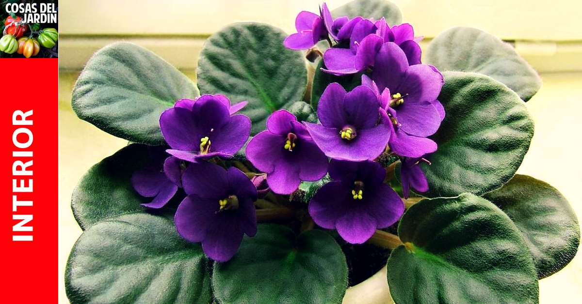 Cómo mantener violetas africanas floreciendo en interiores: Consejos de riego