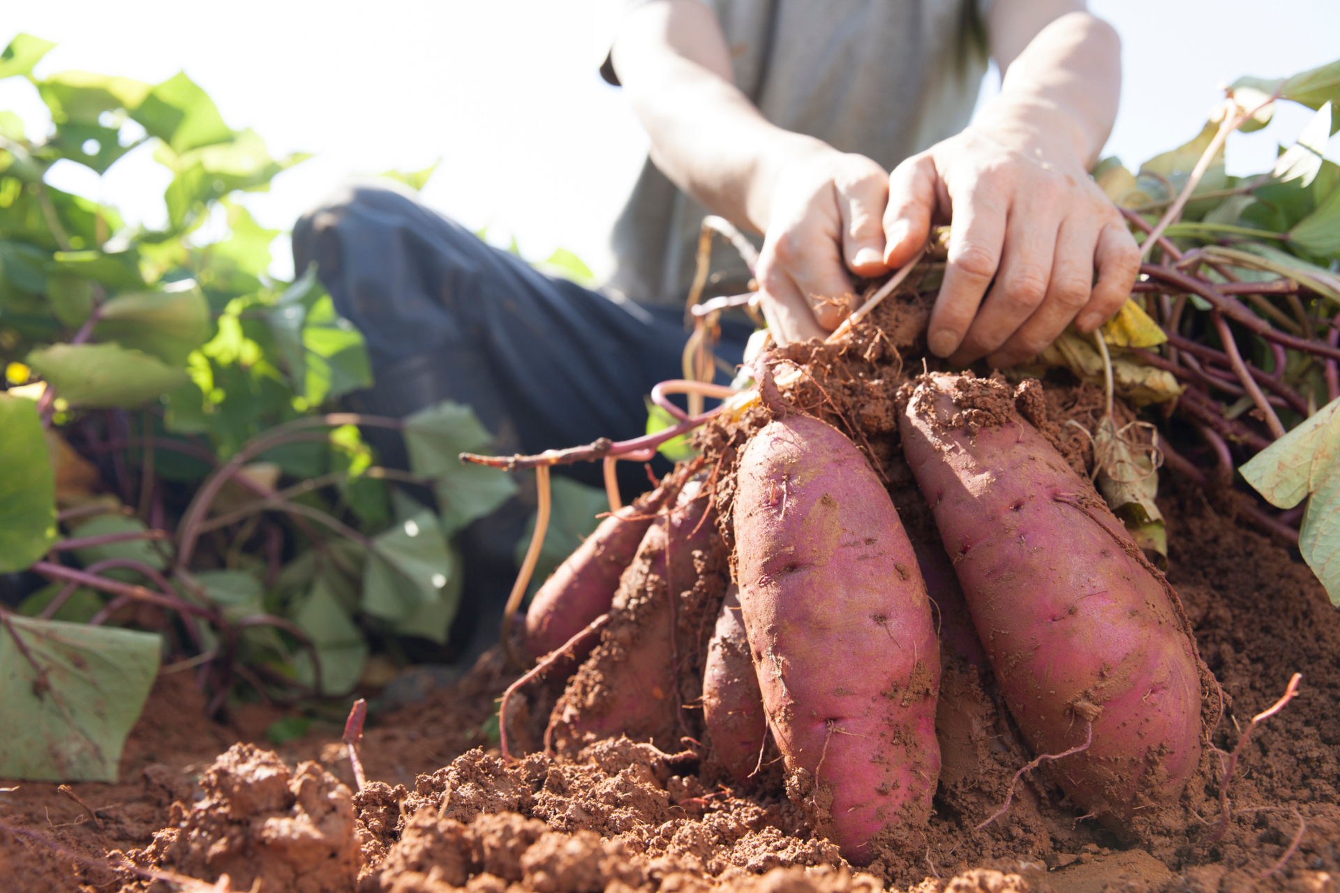 Cómo plantar batata: consejos y técnicas para cultivar tus propias batatas