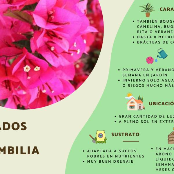 Cómo plantar bugambilias: guía paso a paso para cultivar estas hermosas flores