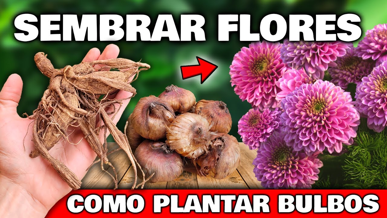 Cómo plantar bulbos de dalia: Guía paso a paso para cultivar estas hermosas flores