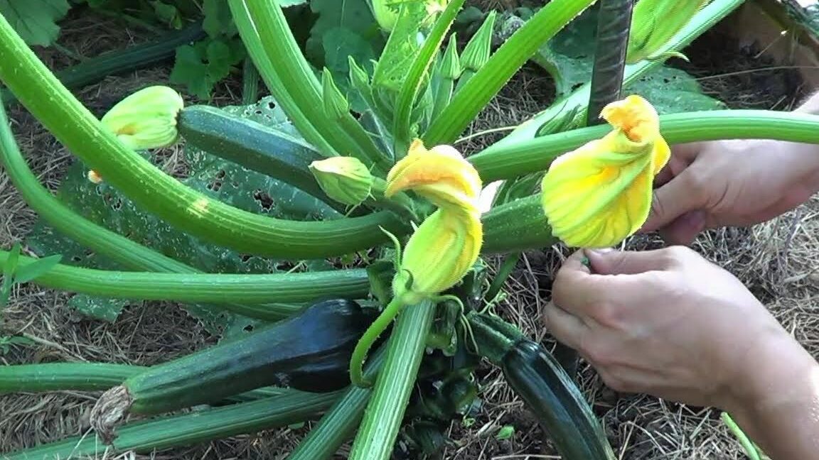 Cómo plantar calabacines: consejos y pasos básicos para lograr una cosecha exitosa