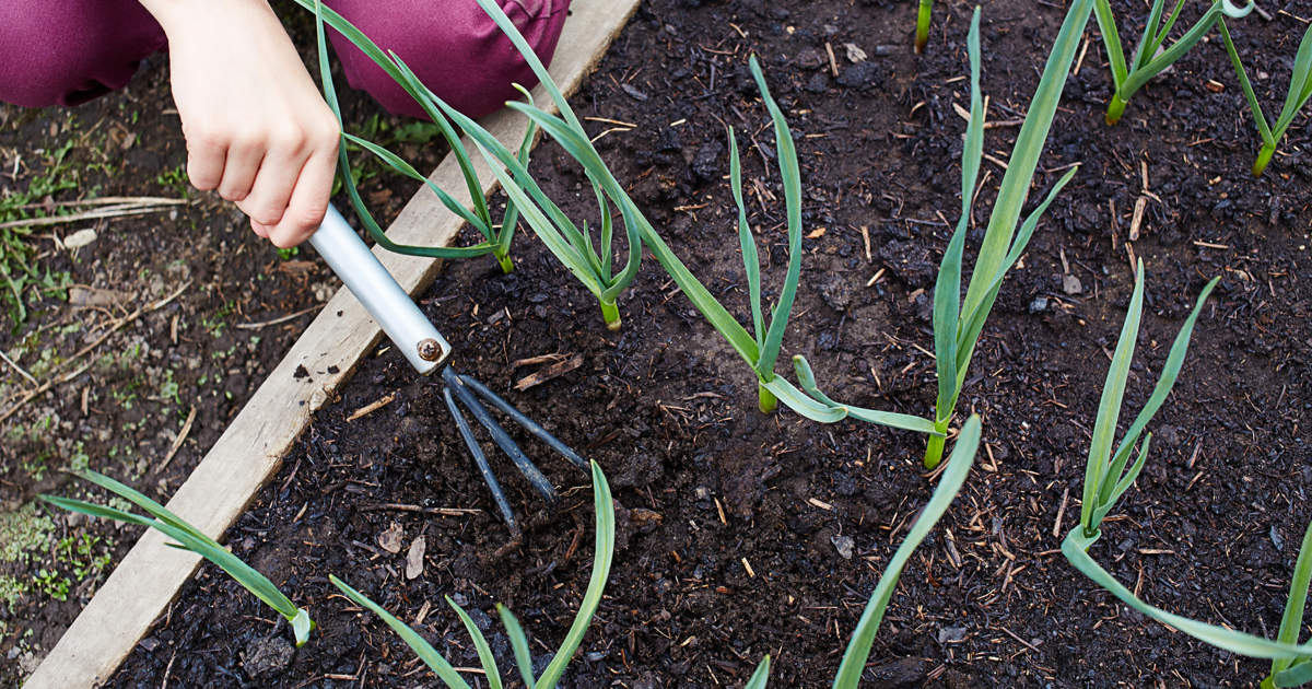 Cómo plantar cebolletas: consejos para cultivar y disfrutar de esta deliciosa hortaliza en tu huerto