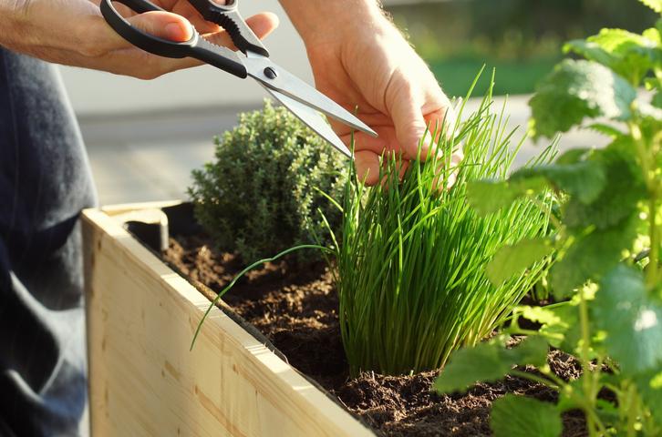 Cómo plantar cebollino: consejos y técnicas para cultivar esta aromática hierba