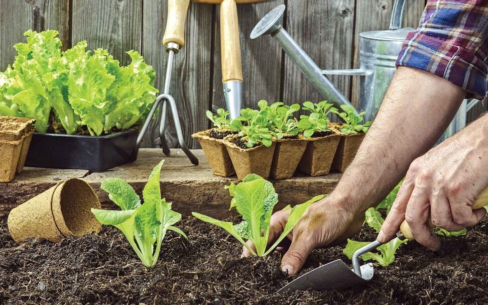 Cómo plantar chufas: guía completa para cultivar tus propias chufas en casa