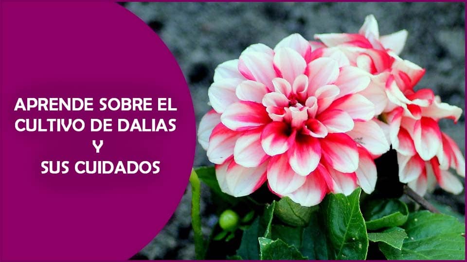 Cómo plantar dalias en maceta: consejos y pasos sencillos para disfrutar de estas hermosas flores en tu hogar