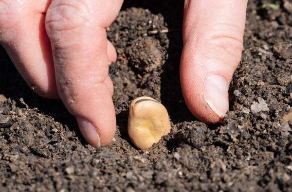 Cómo plantar habas secas: consejos prácticos para un cultivo exitoso