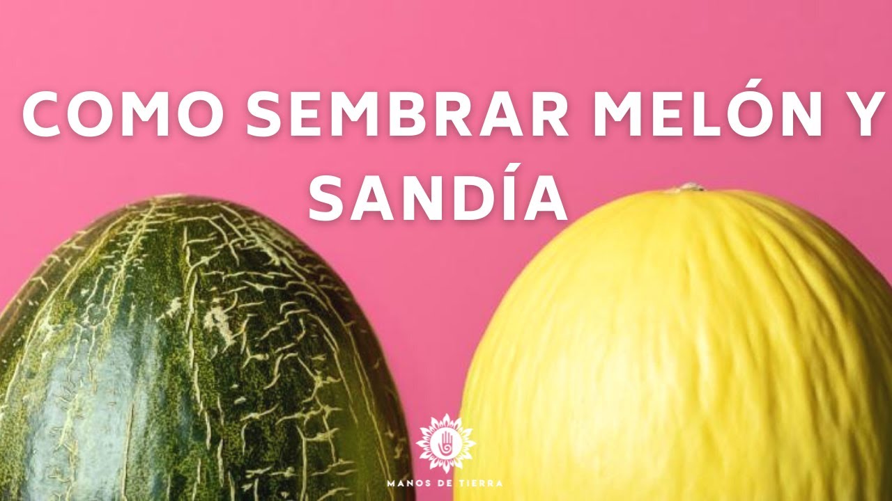 Cómo plantar melones y sandías: consejos para un cultivo exitoso