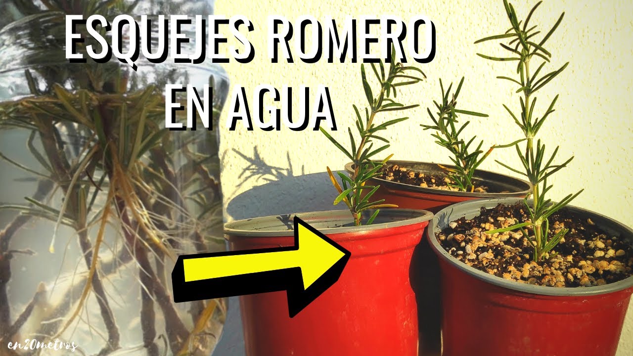 Cómo plantar romero a partir de una rama: Guía paso a paso para cultivar esta planta aromática en tu hogar