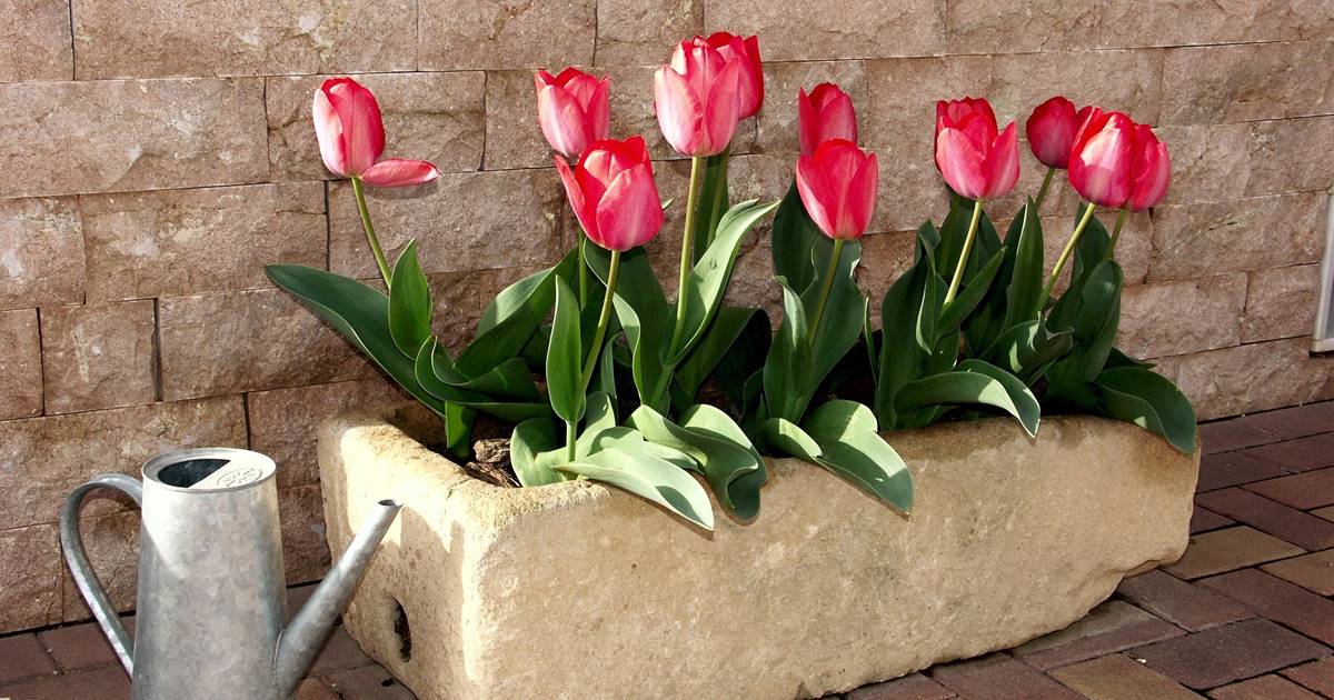 Cómo plantar tulipanes: guía paso a paso para un jardín lleno de color