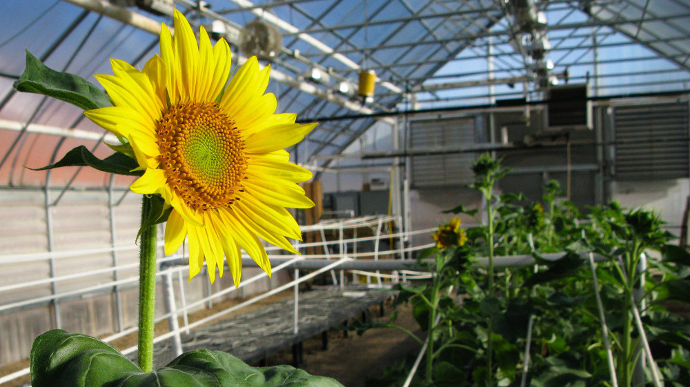 Cómo plantar un girasol cortado: el secreto para hacer florecer una nueva vida