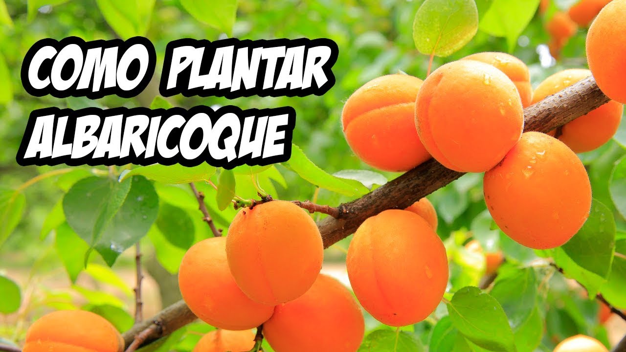 Cómo plantar un hueso de albaricoque: el secreto para cultivar tus propios árboles frutales