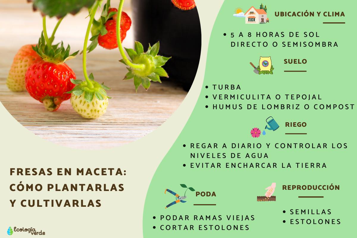 Cómo plantar y cuidar fresones en tu propio jardín: Todo lo que necesitas saber