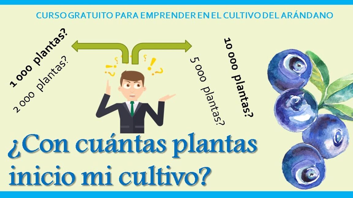 Cómo podar arándanos: consejos y técnicas para un cultivo exitoso