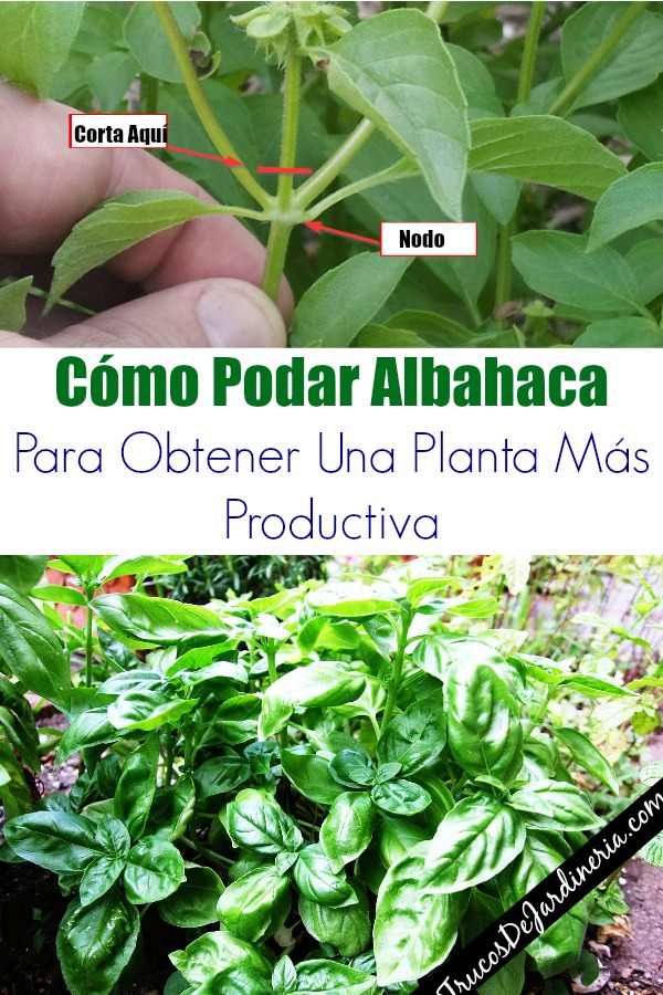 Cómo podar la albahaca: técnicas y consejos para un cultivo exitoso