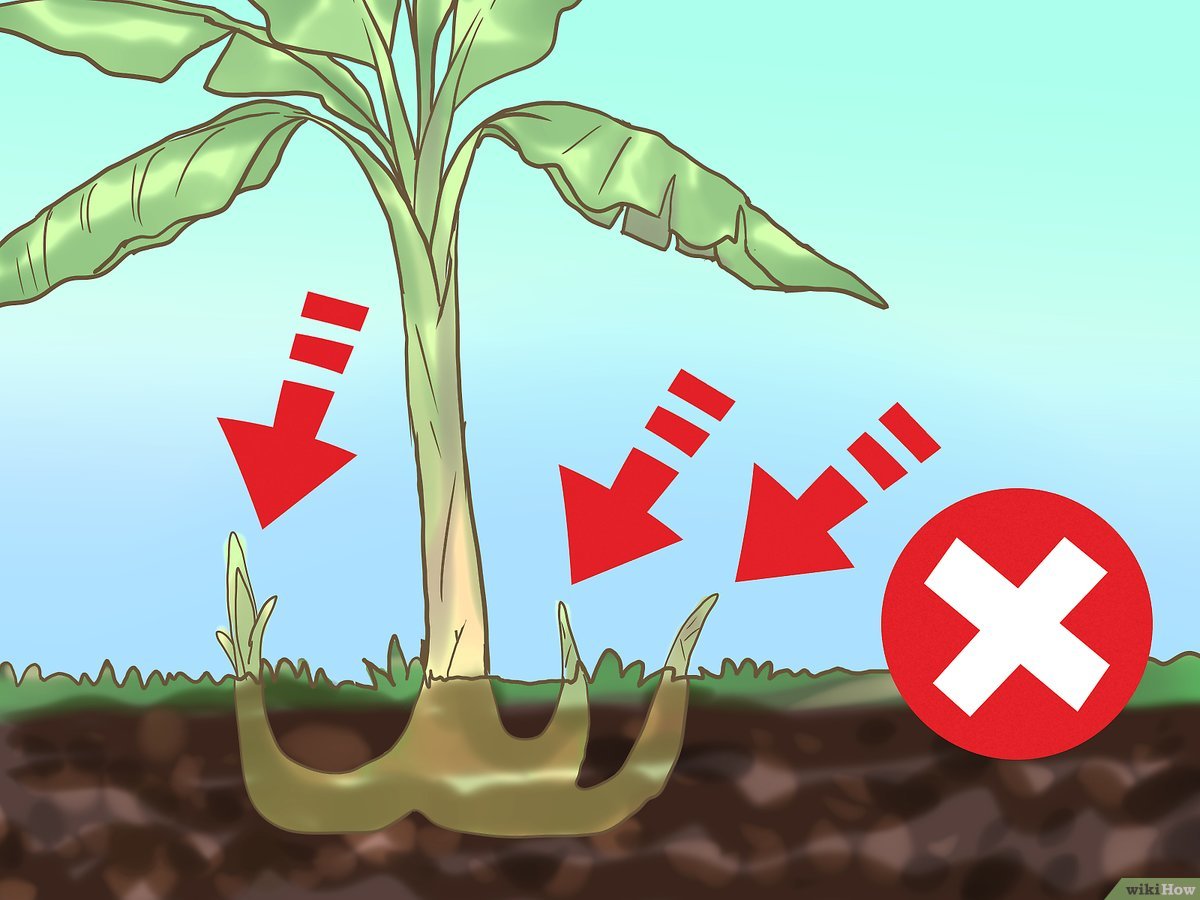 Cómo realizar la poda adecuada de un platanero: consejos prácticos